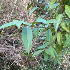 Rhodomyrtus psidioides at Caparra, NSW - 26 Jun 2025 01:39 PM
