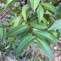 Rhodomyrtus psidioides at Caparra, NSW - 26 Jun 2025 01:39 PM