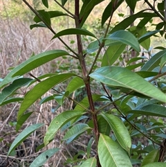 Rhodomyrtus psidioides at Caparra, NSW - 26 Jun 2025 01:39 PM