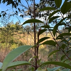 Rhodomyrtus psidioides at Caparra, NSW - 26 Jun 2025 01:39 PM
