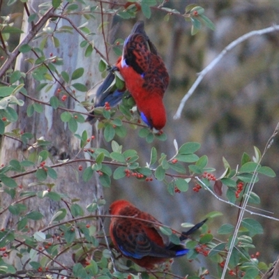 Platycercus elegans at Latham, ACT - 23 Jun 2025 by Jennybach