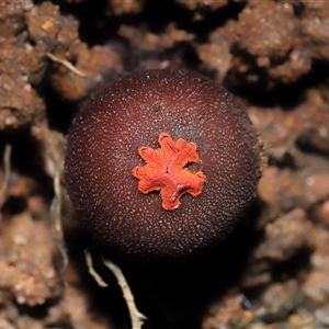 Calostoma fuscum at Paddys River, ACT - suppressed