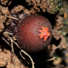 Calostoma fuscum at Paddys River, ACT - suppressed