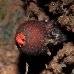 Calostoma fuscum at Paddys River, ACT - suppressed