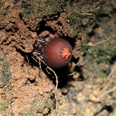 Calostoma fuscum at Paddys River, ACT - suppressed