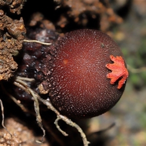 Calostoma fuscum at Paddys River, ACT - suppressed