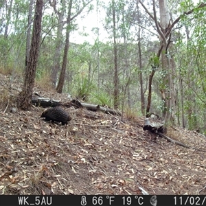Tachyglossus aculeatus (Short-beaked Echidna) at Pappinbarra, NSW - 2 Nov 2023 by jonvanbeest