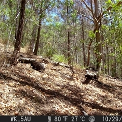 Tachyglossus aculeatus (Short-beaked Echidna) at Pappinbarra, NSW - 29 Oct 2023 by jonvanbeest