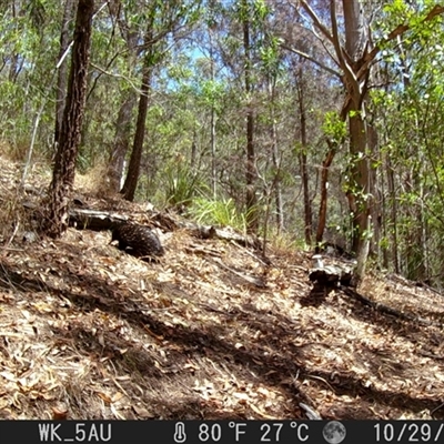 Tachyglossus aculeatus (Short-beaked Echidna) at Pappinbarra, NSW - 29 Oct 2023 by jonvanbeest