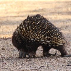 Tachyglossus aculeatus (Short-beaked Echidna) at Denman Prospect, ACT - 24 Jun 2025 by Jennybach