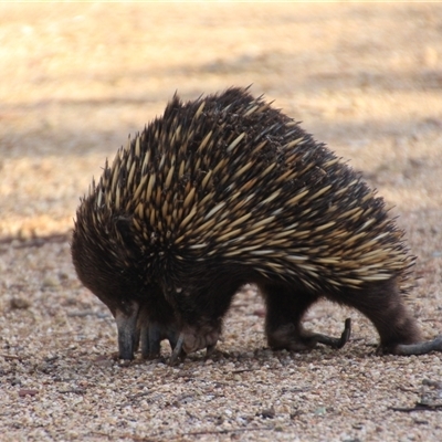 Tachyglossus aculeatus (Short-beaked Echidna) at Denman Prospect, ACT - 24 Jun 2025 by Jennybach