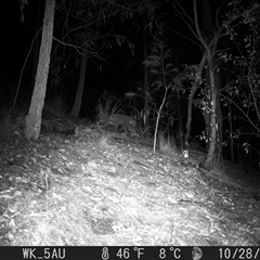 Phascolarctos cinereus (Koala) at Pappinbarra, NSW - 28 Oct 2023 by jonvanbeest