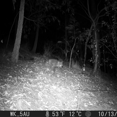 Phascolarctos cinereus (Koala) at Pappinbarra, NSW - 13 Oct 2023 by jonvanbeest
