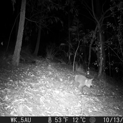 Phascolarctos cinereus at Pappinbarra, NSW - 13 Oct 2023 10:53 PM