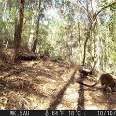 Wallabia bicolor (Swamp Wallaby) at Pappinbarra, NSW - 10 Oct 2023 by jonvanbeest