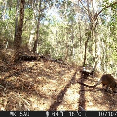 Wallabia bicolor (Swamp Wallaby) at Pappinbarra, NSW - 10 Oct 2023 by jonvanbeest