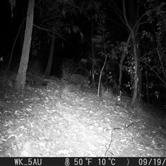 Phascolarctos cinereus (Koala) at Pappinbarra, NSW - 19 Sep 2023 by jonvanbeest