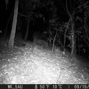 Phascolarctos cinereus at Pappinbarra, NSW - 19 Sep 2023 04:34 AM