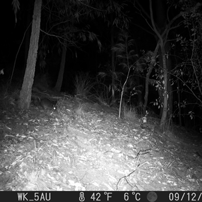 Potorous tridactylus (Long-nosed Potoroo) at Pappinbarra, NSW - 12 Sep 2023 by jonvanbeest