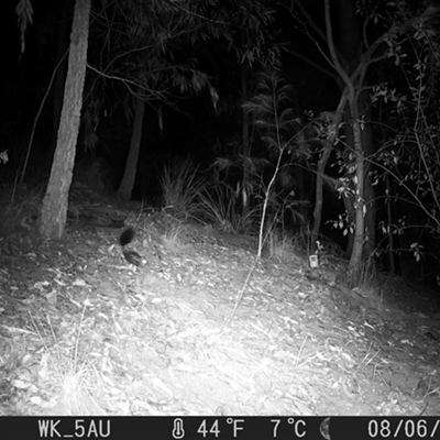 Phascogale tapoatafa (Brush-tailed Phascogale) at Pappinbarra, NSW - 6 Aug 2023 by jonvanbeest