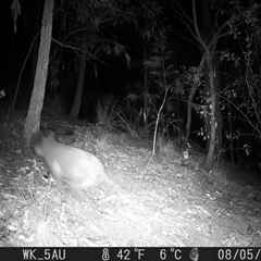 Phascolarctos cinereus (Koala) at Pappinbarra, NSW - 5 Aug 2023 by jonvanbeest