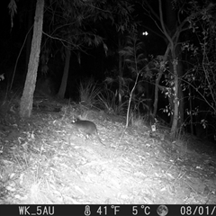 Potorous tridactylus (Long-nosed Potoroo) at Pappinbarra, NSW - 1 Aug 2023 by jonvanbeest