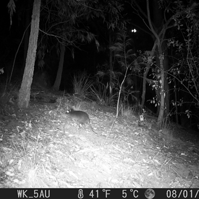 Potorous tridactylus (Long-nosed Potoroo) at Pappinbarra, NSW - 1 Aug 2023 by jonvanbeest