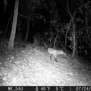 Vulpes vulpes (Red Fox) at Pappinbarra, NSW - 24 Jul 2023 by jonvanbeest