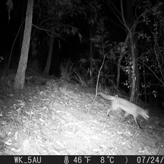 Vulpes vulpes at Pappinbarra, NSW - 24 Jul 2023 08:21 PM