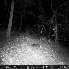 Potorous tridactylus (Long-nosed Potoroo) at Pappinbarra, NSW - 15 Jul 2023 by jonvanbeest