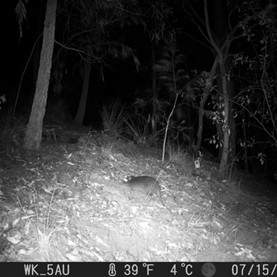 Potorous tridactylus (Long-nosed Potoroo) at Pappinbarra, NSW - 15 Jul 2023 by jonvanbeest