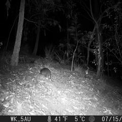 Potorous tridactylus at Pappinbarra, NSW - 15 Jul 2023 04:07 AM