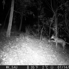 Canis lupus (Dingo / Wild Dog) at Pappinbarra, NSW - 14 Jul 2023 by jonvanbeest