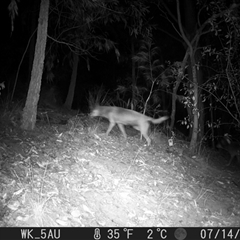 Canis lupus at Pappinbarra, NSW - 14 Jul 2023 06:42 AM