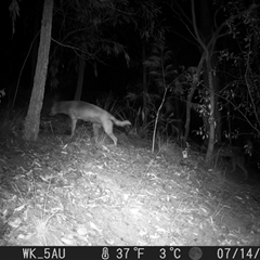 Canis lupus at Pappinbarra, NSW - 14 Jul 2023 06:42 AM