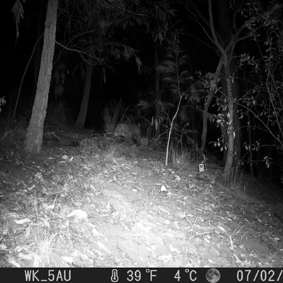 Phascolarctos cinereus (Koala) at Pappinbarra, NSW - 2 Jul 2023 by jonvanbeest