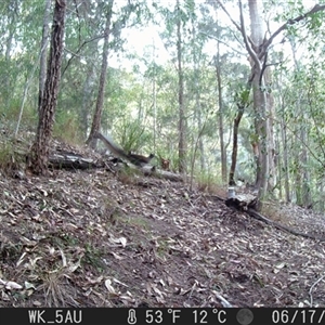 Menura novaehollandiae at Pappinbarra, NSW - 17 Jun 2023 05:30 PM