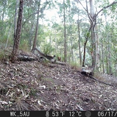 Menura novaehollandiae (Superb Lyrebird) at Pappinbarra, NSW - 17 Jun 2023 by jonvanbeest