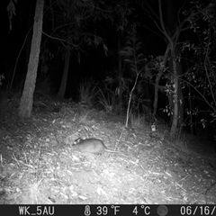 Potorous tridactylus (Long-nosed Potoroo) at Pappinbarra, NSW - 16 Jun 2023 by jonvanbeest