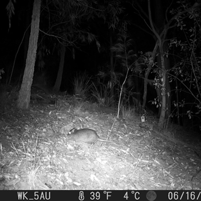 Potorous tridactylus (Long-nosed Potoroo) at Pappinbarra, NSW - 16 Jun 2023 by jonvanbeest
