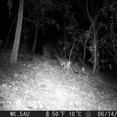 Vulpes vulpes (Red Fox) at Pappinbarra, NSW - 14 Jun 2023 by jonvanbeest