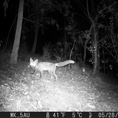 Vulpes vulpes (Red Fox) at Pappinbarra, NSW - 28 May 2023 by jonvanbeest