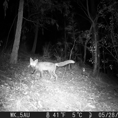 Vulpes vulpes (Red Fox) at Pappinbarra, NSW - 28 May 2023 by jonvanbeest