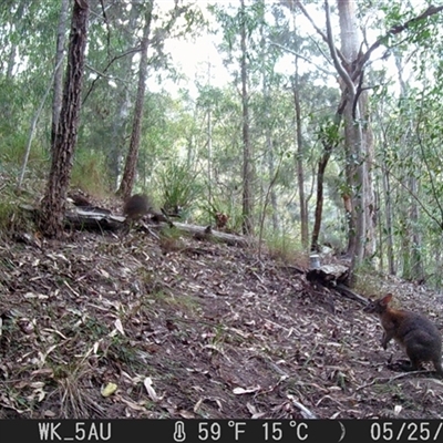 Thylogale thetis (Red-necked Pademelon) at Pappinbarra, NSW - 25 May 2023 by jonvanbeest