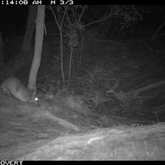 Perameles nasuta (Long-nosed Bandicoot) at Oakdale, NSW - 22 Jun 2025 by bufferzone