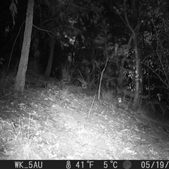 Canis lupus (Dingo / Wild Dog) at Pappinbarra, NSW - 19 May 2023 by jonvanbeest