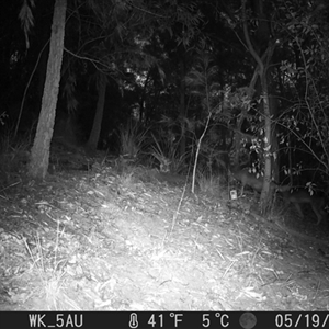Canis lupus (Dingo / Wild Dog) at Pappinbarra, NSW - 19 May 2023 by jonvanbeest