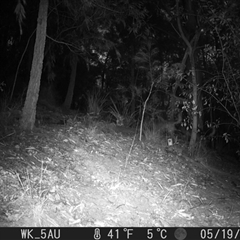 Canis lupus at Pappinbarra, NSW - 19 May 2023 07:11 AM