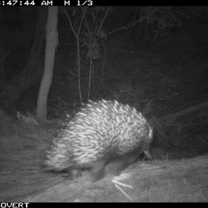 Tachyglossus aculeatus (Short-beaked Echidna) at Oakdale, NSW - Yesterday by bufferzone