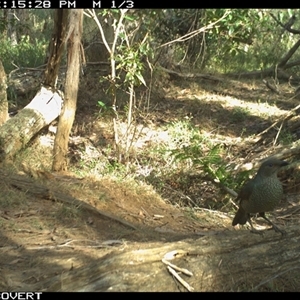 Ptilonorhynchus violaceus (Satin Bowerbird) at Oakdale, NSW - Yesterday by bufferzone